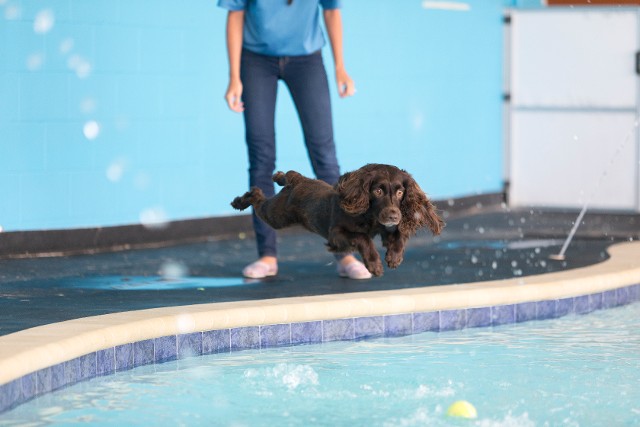 What Are Some Things To Look For In A Dog Kennel Area?