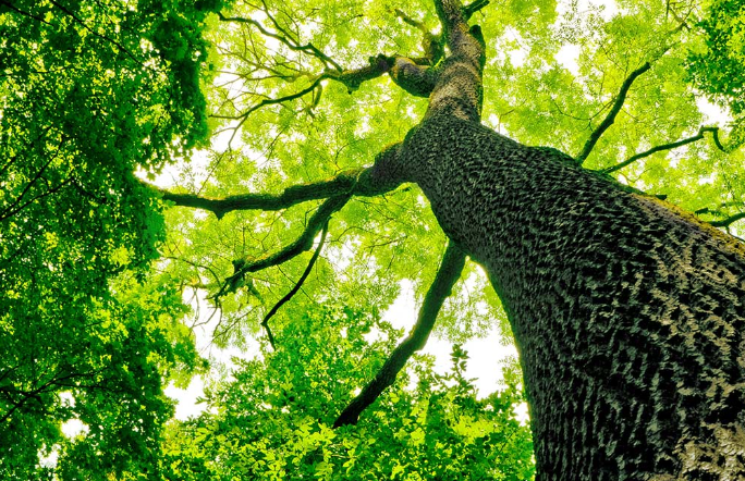 How to Qualify For a Tree Service Professional