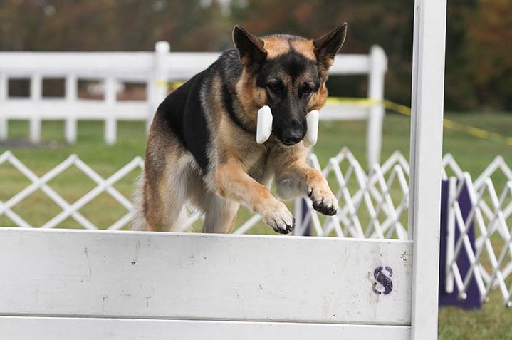 Basic Training in German Shepherd Dog Boarding and Training