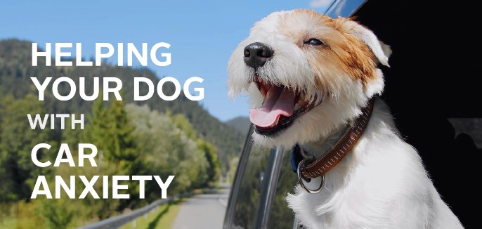 Anxious Dog Enjoy Car Rides