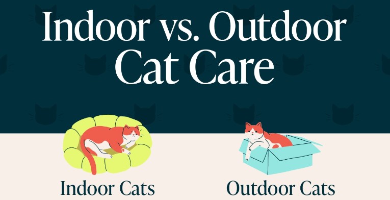 Indoor vs Outdoor Cats: Pros and Cons for Your Feline Friend