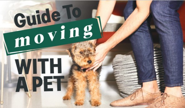 Worried About Moving with Your Pets? Consider Hiring Professional Movers