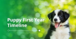 Puppy First Year Timeline