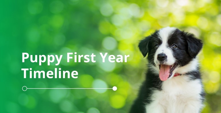 Puppy First Year Timeline