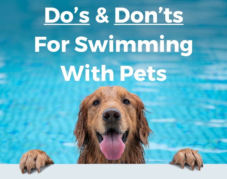 Water Safety Tips for Pets: Not All Breeds are Suited for Swimming