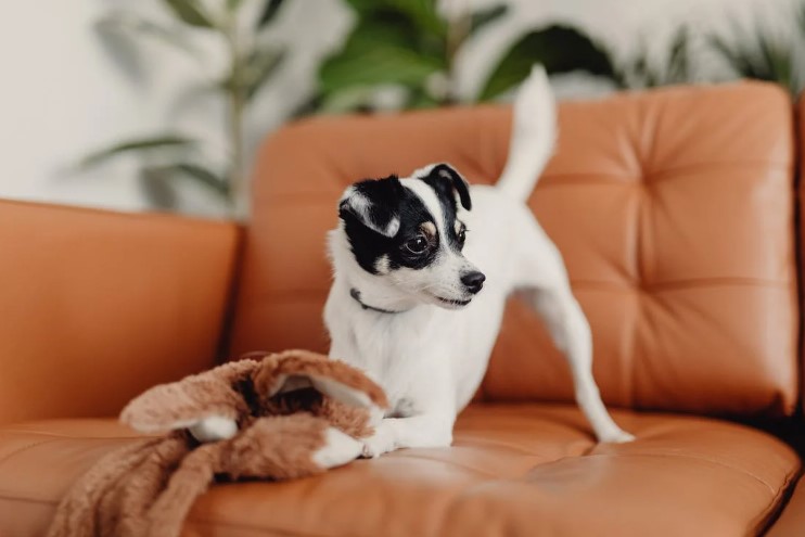 Training Your Dog to Stay Off the Furniture