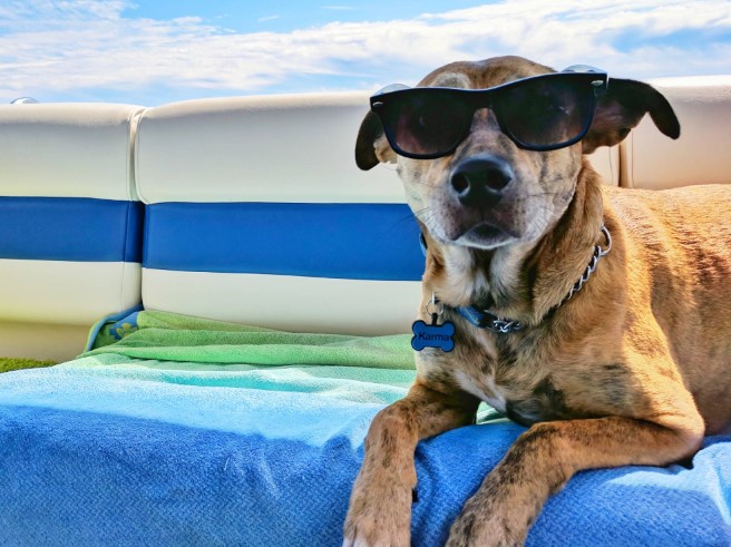 How to Keep Dogs Cool in Summer: A Guide to Keeping Your Dog Happy, Healthy and Safe