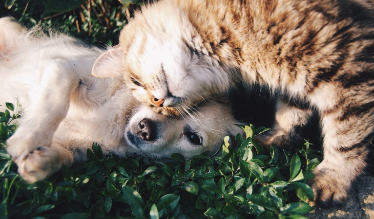 The Power of Probiotics: Boosting Your Pet’s Digestive Health