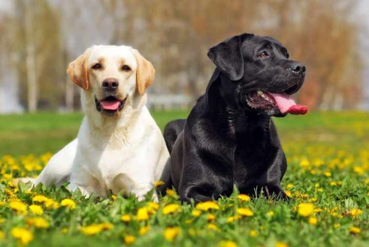 The 10 Best Dog Breeds: Unveiling Canine Wonders