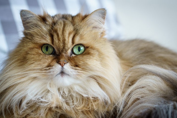 The 10 Best Cat Breeds: Unveiling Feline Majesty