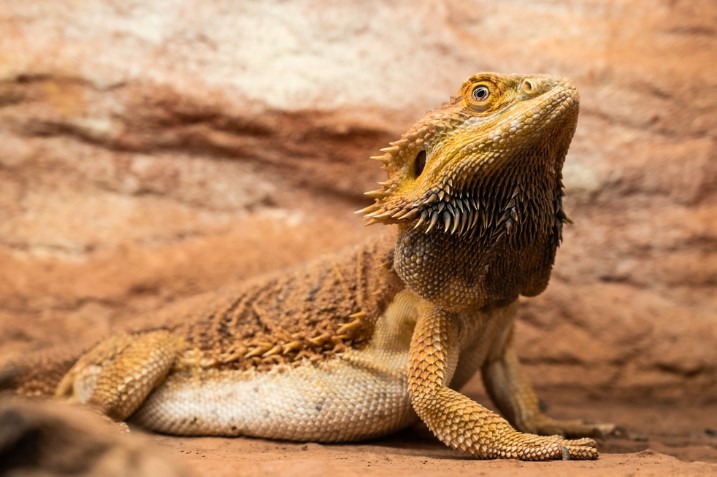 Top 10 Best Pet Lizards For Beginners: Your Guide to Happy Reptilian Companions