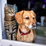 Mobile Dog and Cat Euthanasia in Mesa, Arizona