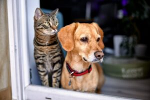 Mobile Dog and Cat Euthanasia in Mesa - Arizona